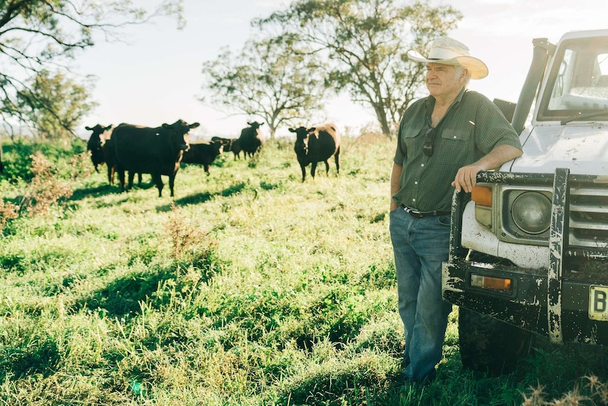 A man leaning on a white ute with cattle in the background