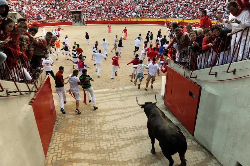 Bulls enter the bullfighting arena