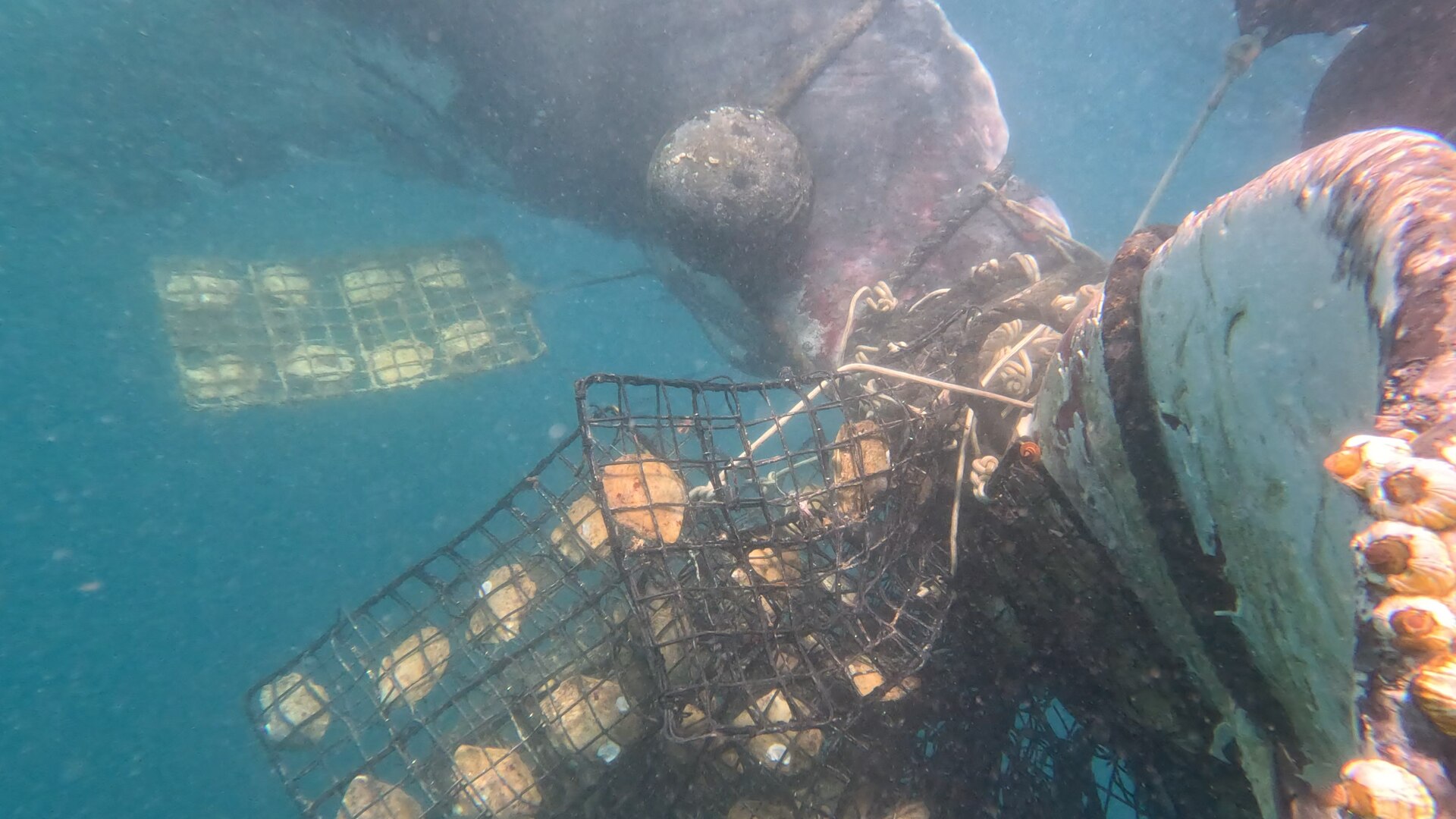 Humpback whale caught in pearling lines for three days off Kimberley coast freed by rescuers - ABC News