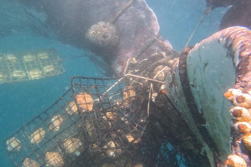 An underwater photo of a whale tangled in pearling lines