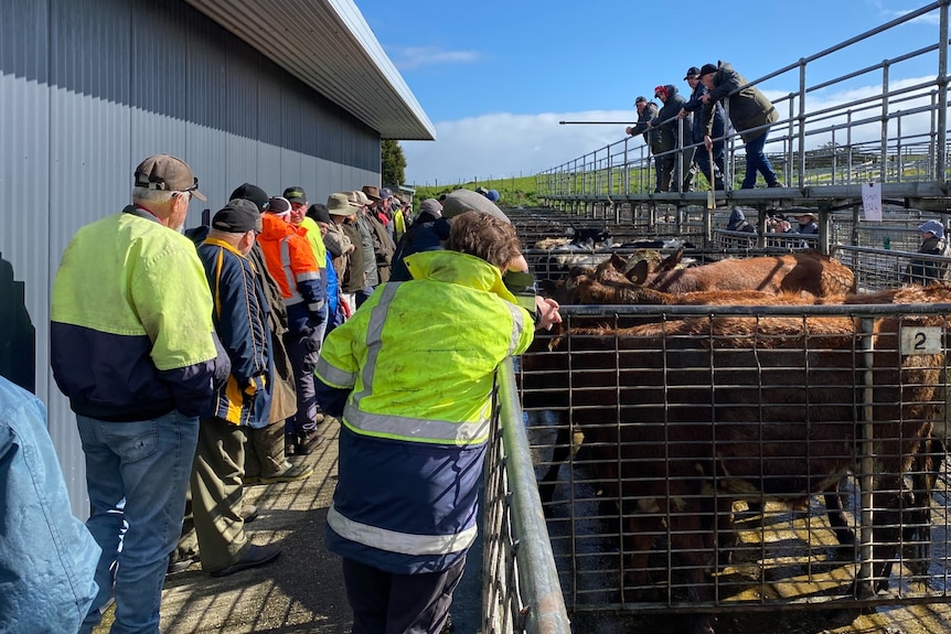 Buyers and sellers listen to the auctioneers at the Smithton saleyards