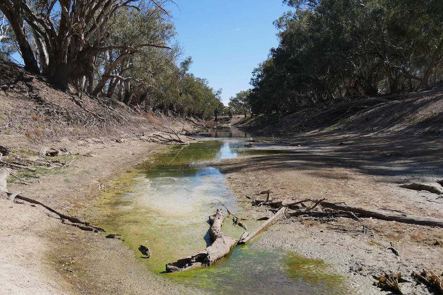 Looking down a dry riverbed showing several shallow pools and wood debris.