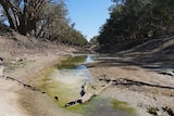 Looking down a dry riverbed showing several shallow pools and wood debris.