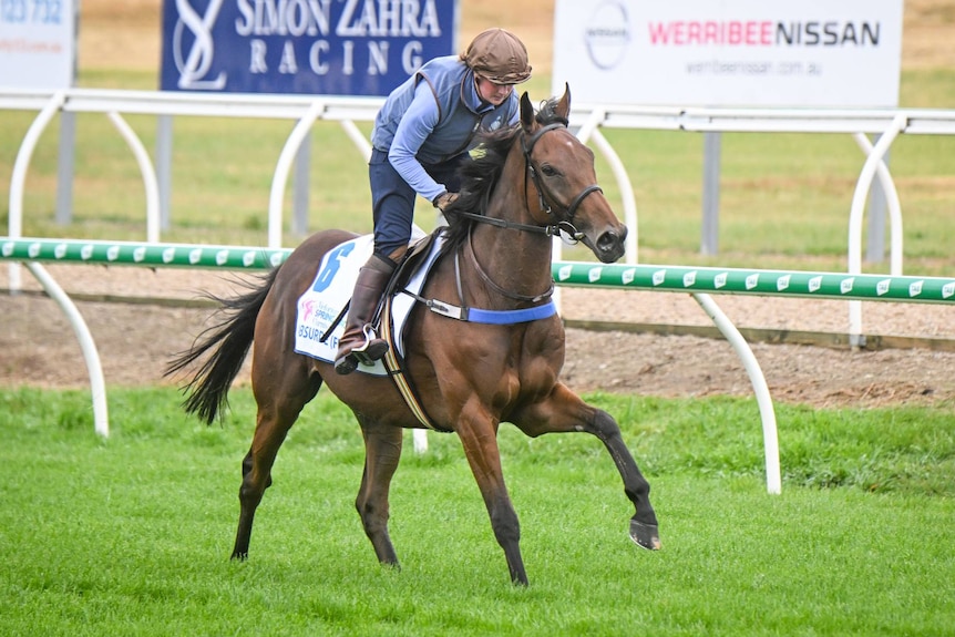 A racehorse gallops on the track.