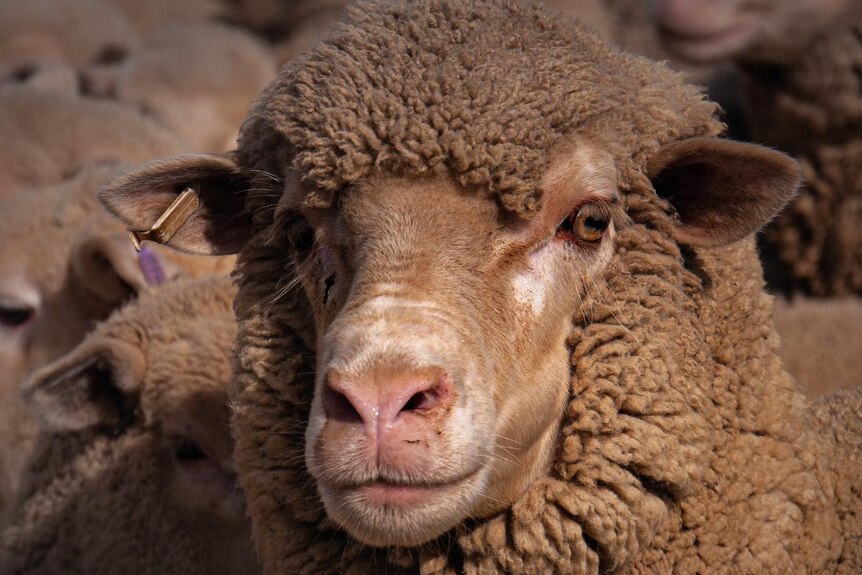 Close up on a sheep's face