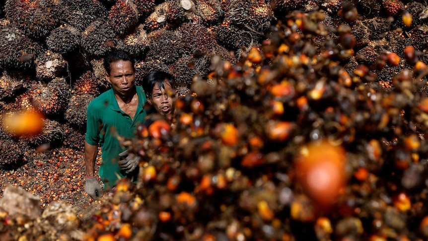 Two farmers look up to a bunch of palm oil seeds.