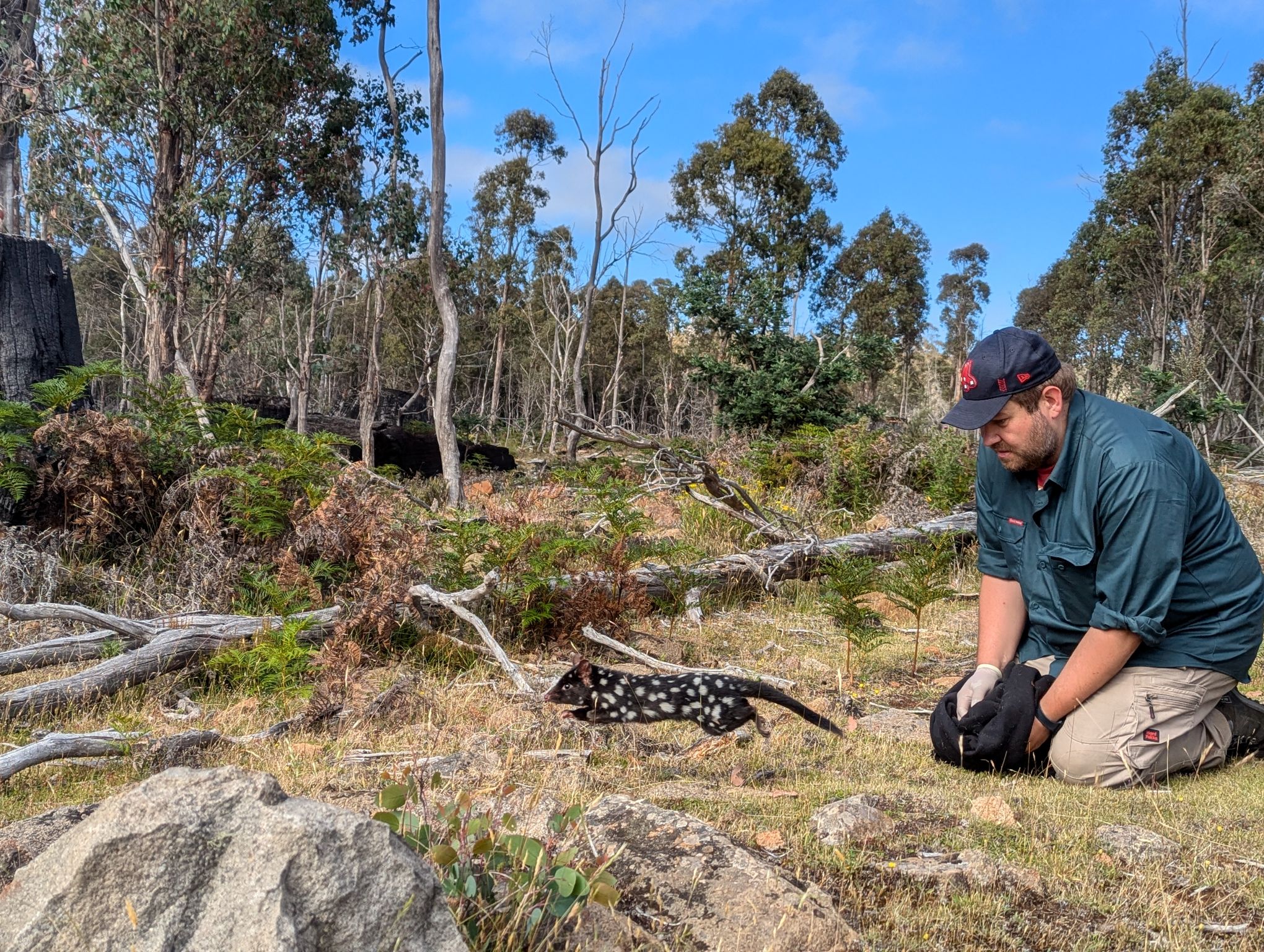 Quoll conservation project UTAS