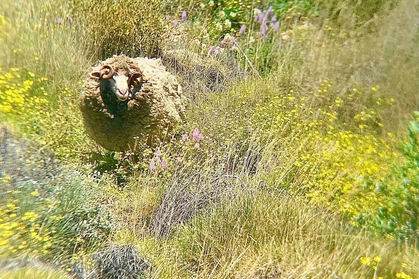 A ram with an overgrown wooly coat stands among tall Exmouth grass and wildflowers.