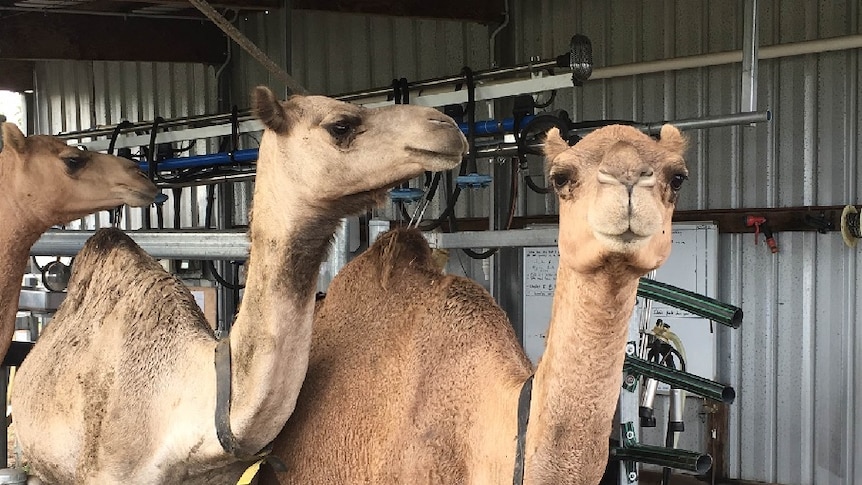 It takes between two and six weeks to teach wild camels to be milked.