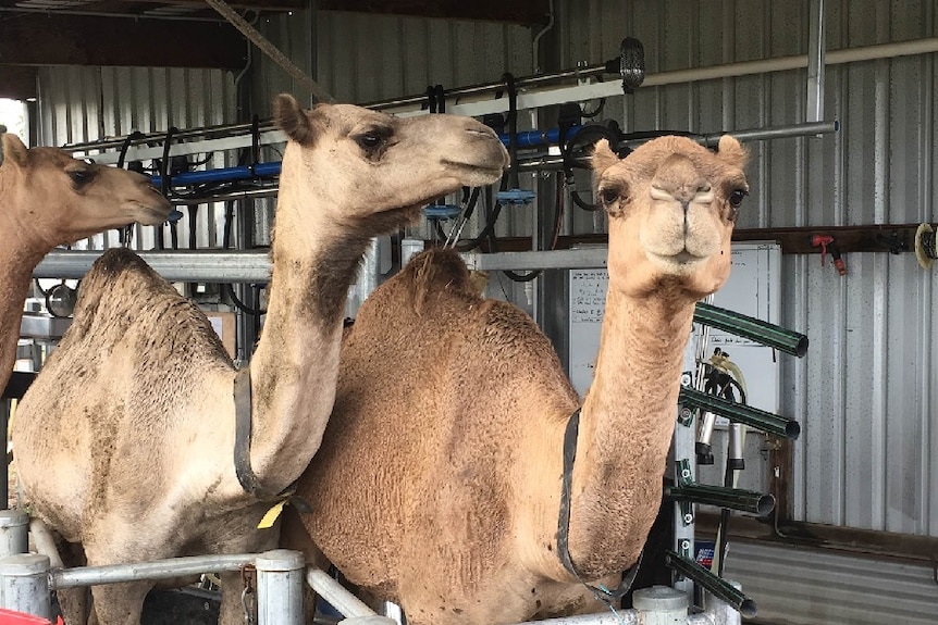 It takes between two and six weeks to teach wild camels to be milked.