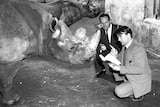 Black and white photo of two young men crouching down in front of a rhino with a microphone