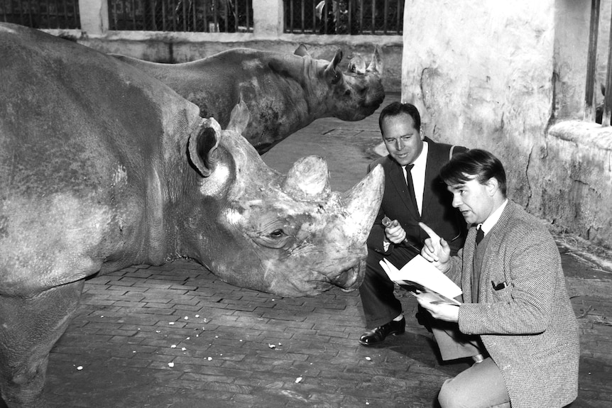 Black and white photo of two young men crouching down in front of a rhino with a microphone.