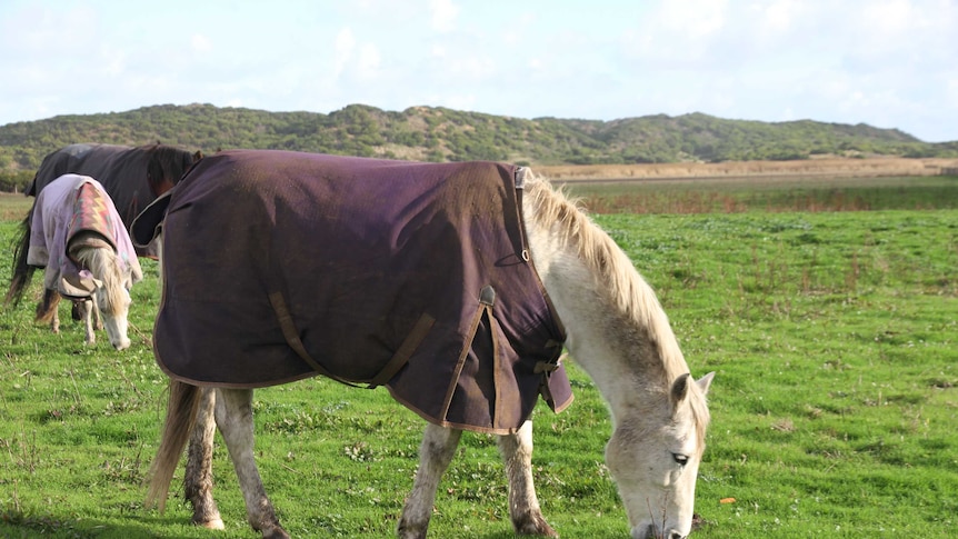 A horse eats grass in a green paddock near sand dunes.