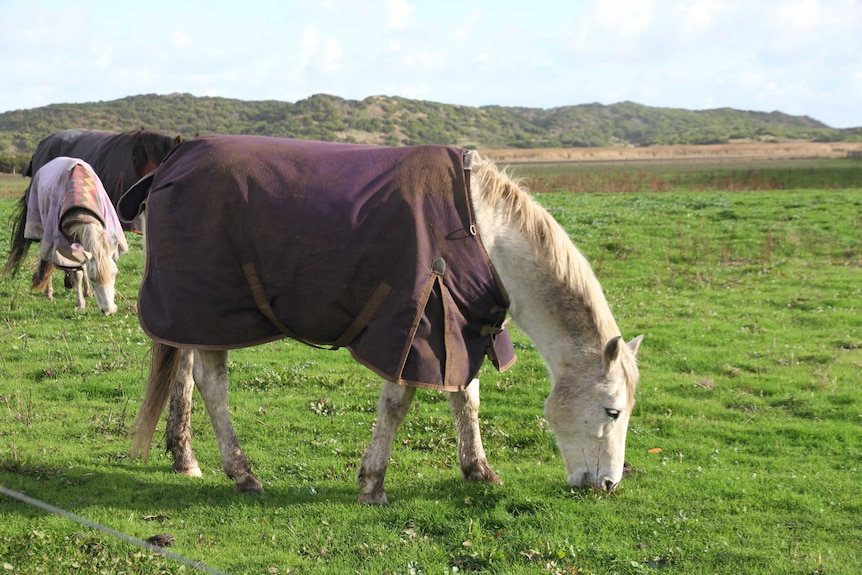 A horse eats grass in a green paddock near sand dunes.