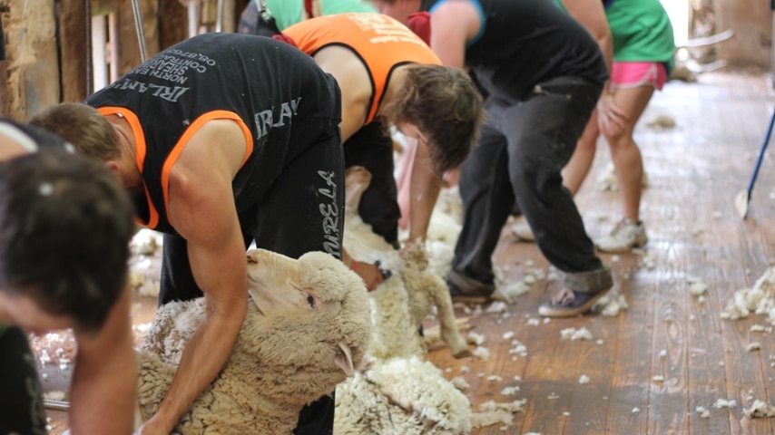 Inside the shearing shed