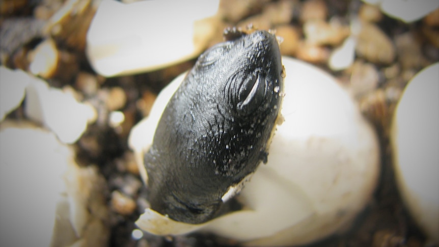 Image of a baby turtle hatching from an egg, it's head is just poking out
