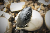Image of a baby turtle hatching from an egg, it's head is just poking out