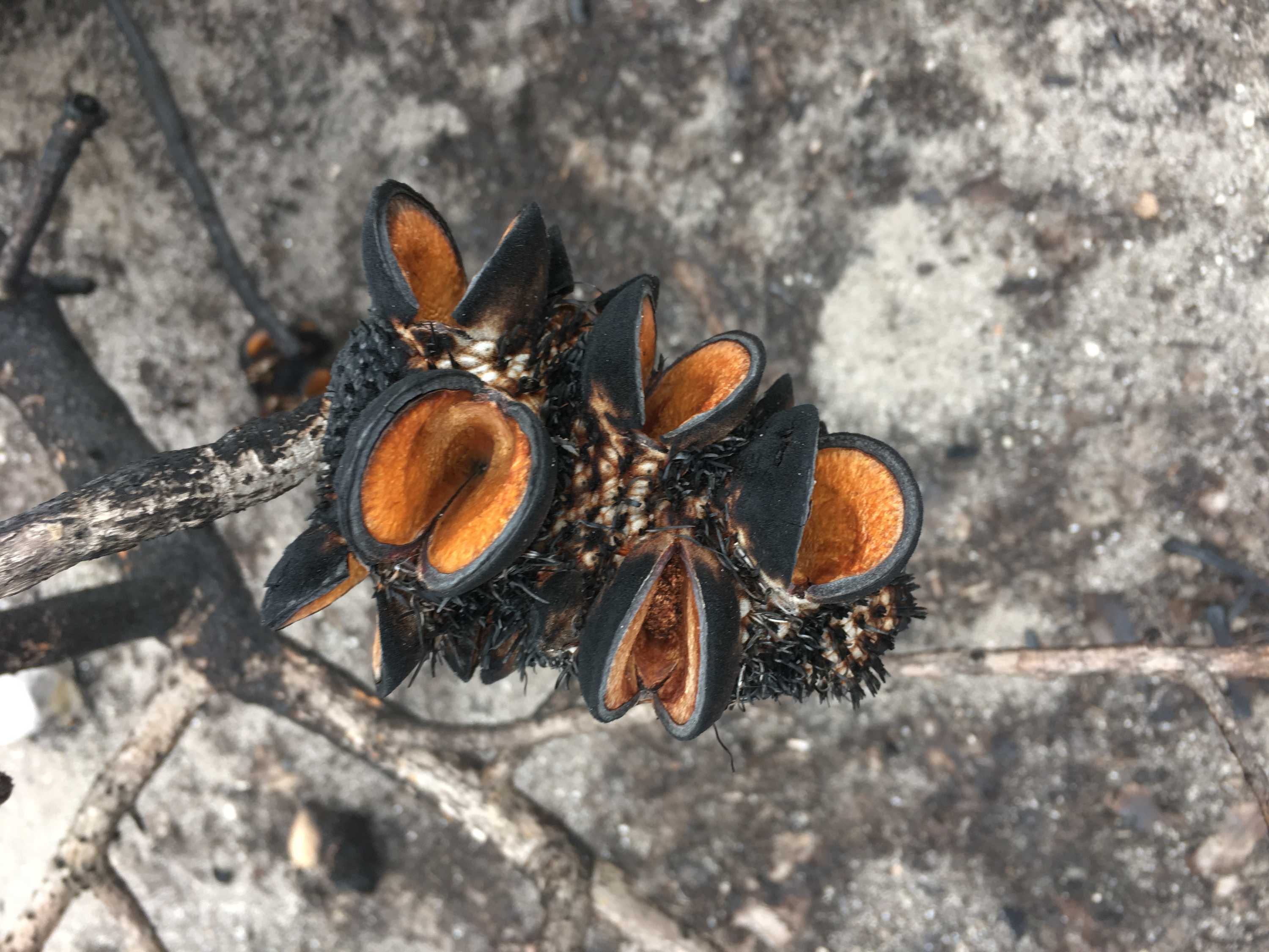 Royal National Park bushfire regeneration sees green shoots at