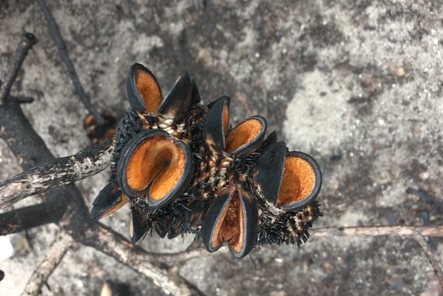 Banksia pods open with burnt branches and ground in the background.