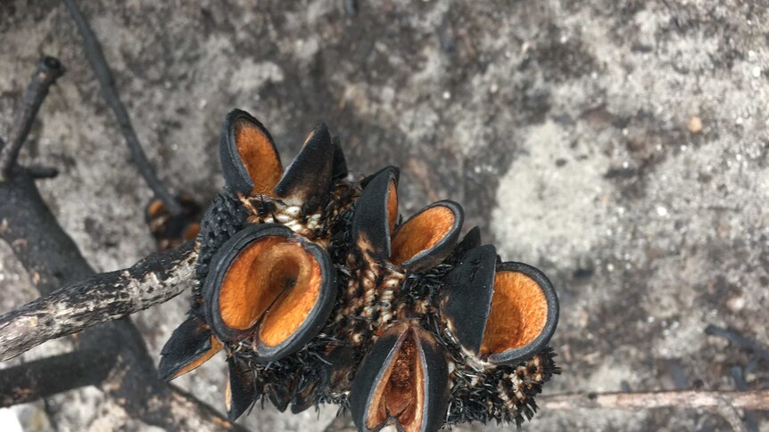 Banksia pods open with burnt branches and ground in the background.