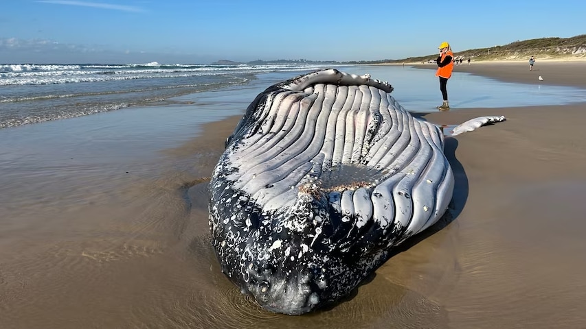 A large whale lies beached on the sand.