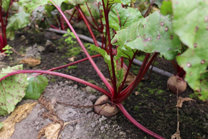 Several beetroots sprout out of the soil at a farm near Bungendore.