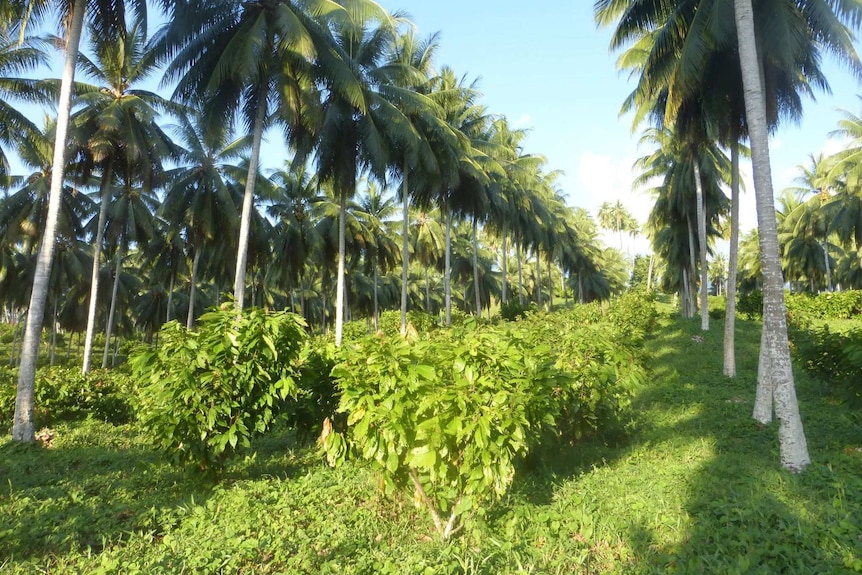 Cocoa plantation on Karkar Island, Vanuatu. Nestle Japan is using their crops for a limited edition "volcanic" chocolate.