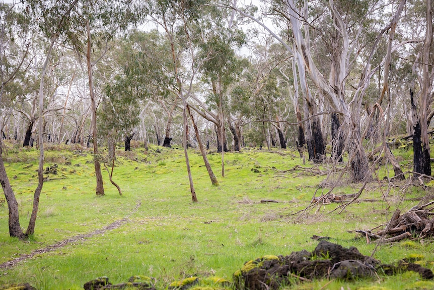 Green grass and gum trees in Budj Bim National Park.