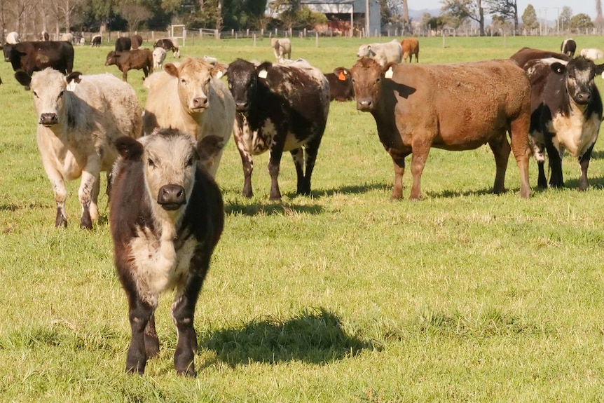 A mob of cows stand in a paddock.