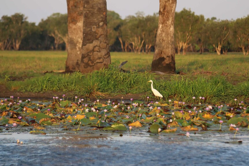 An egret amongst water lilies at the Arafura Swamp