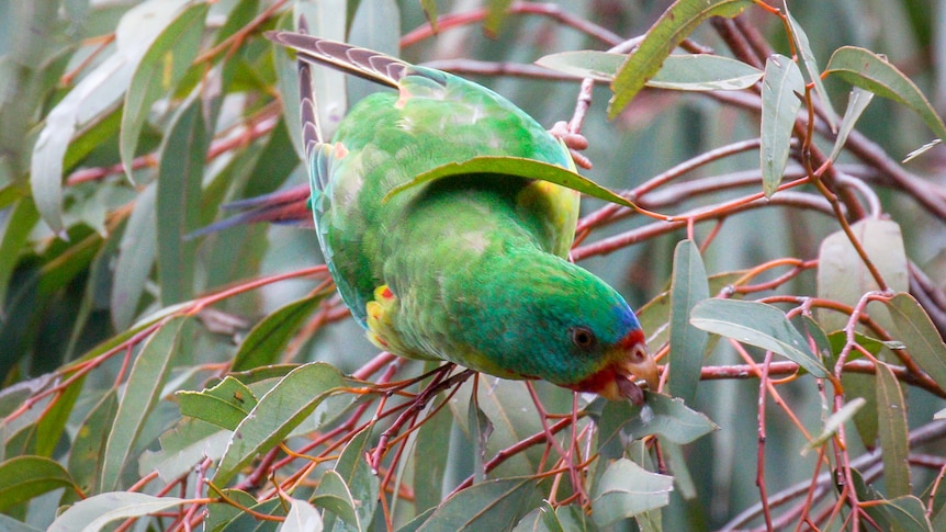 A small green parrot on a gum tree branch.