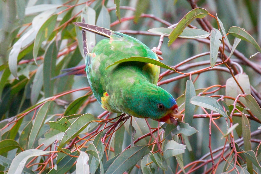 A small green parrot on a gum tree branch.