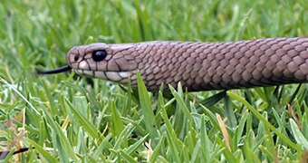 brown snake