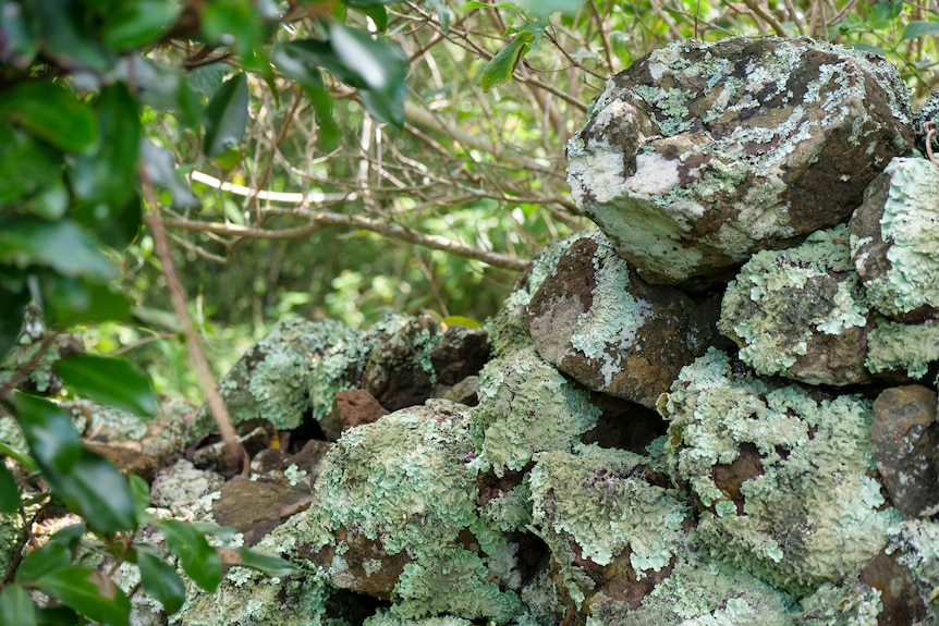 Green lichen covers old stones in a dry stone wall.