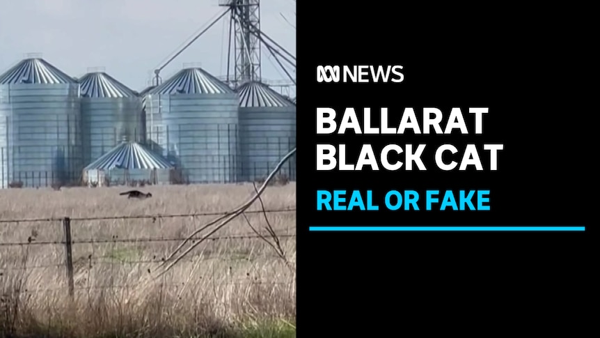 Ballarat Black Cat, Real Or Fake: Black cat running through dry grass fields in front of silos.
