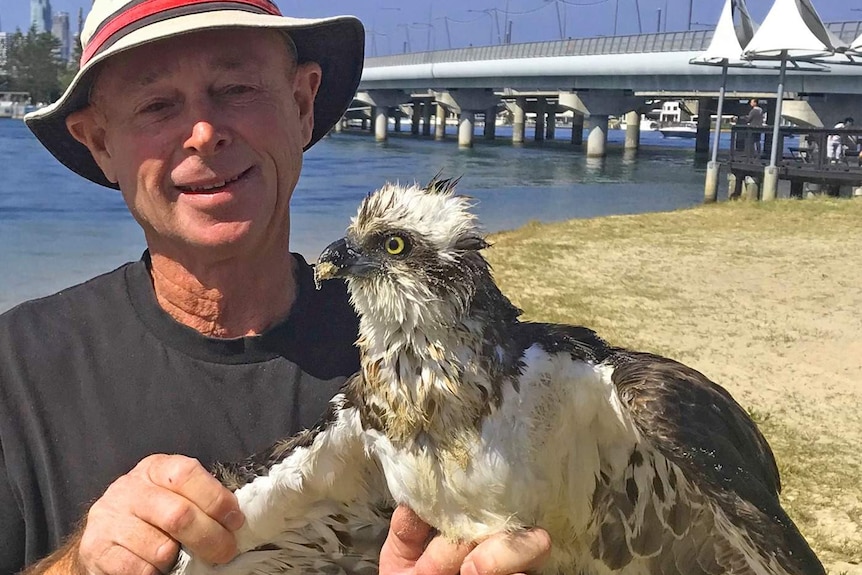 Wildlife rescuer Rowley Goonan holding a young osprey at Southport, Gold Coast