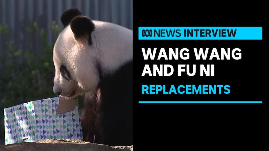 Wang Wang and Fu Ni, Replacements: A Panda regarding a box wrapped in wrapping paper.