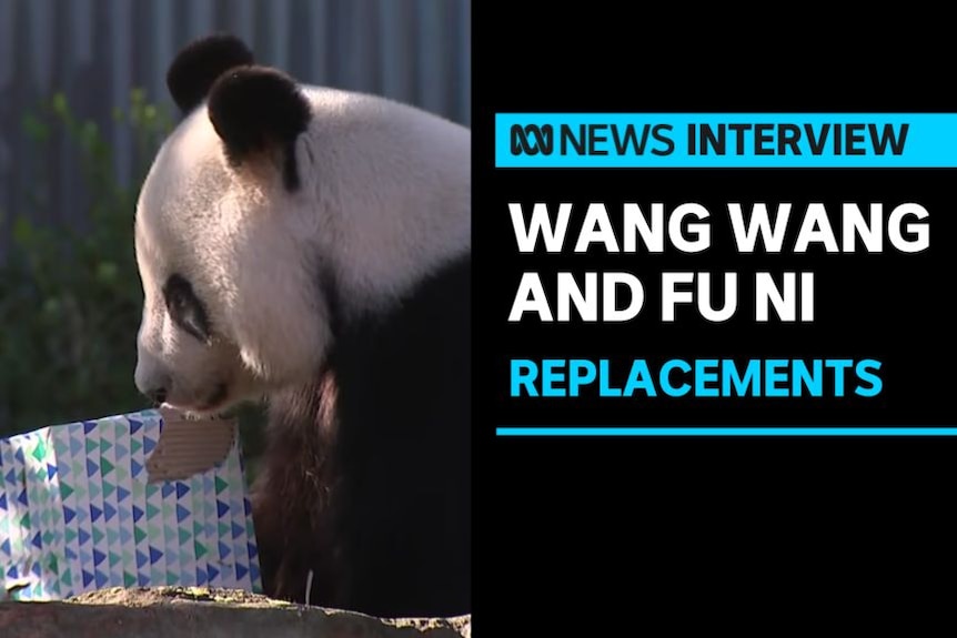 Wang Wang and Fu Ni, Replacements: A Panda regarding a box wrapped in wrapping paper.