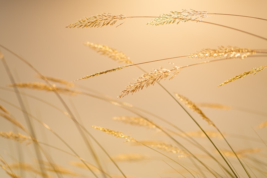 a close-up of wheat-like plants in the sun