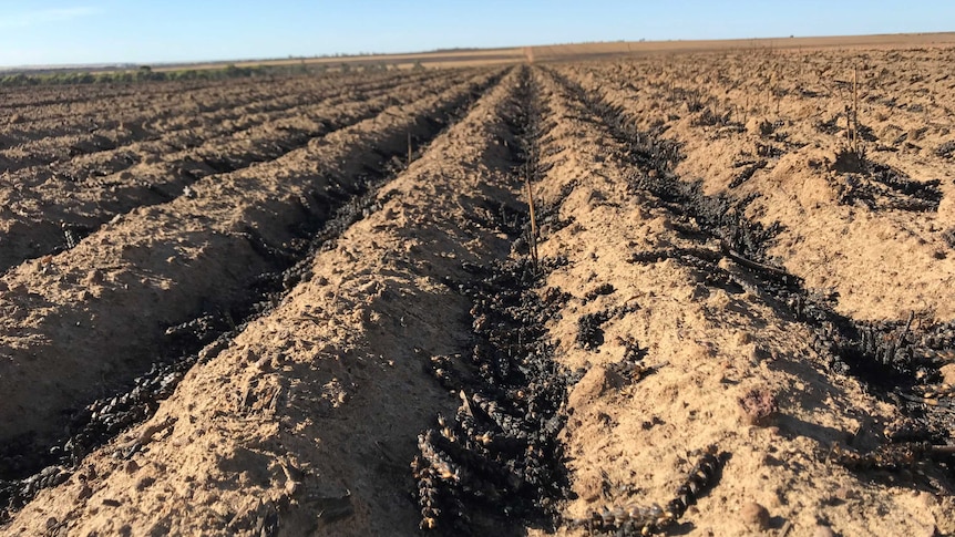 A field of burnt wheat crops