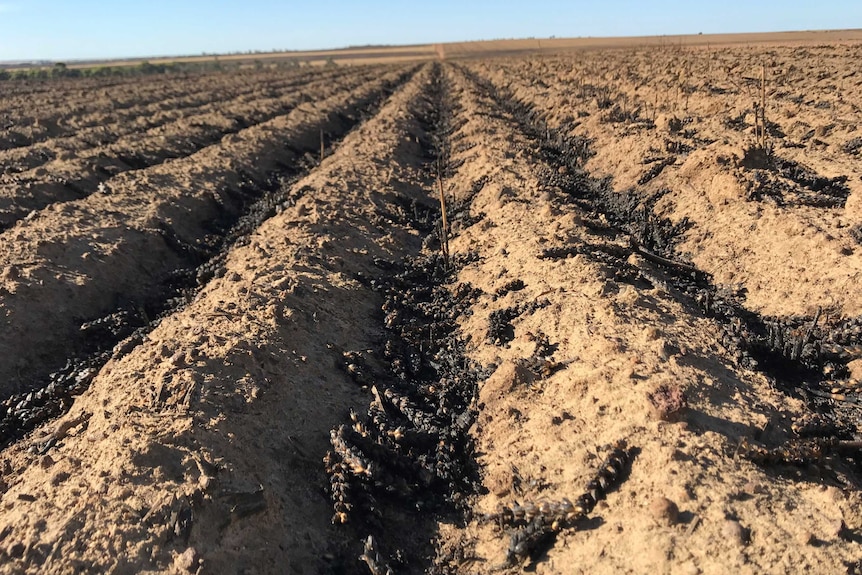 A field of burnt wheat crops