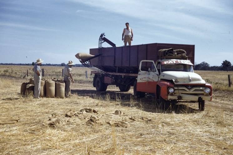 a man in a singlet stands on an old truck while hessian bags are filled in a golden field