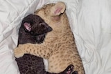 A lion cub and a black leopard cub hug each other while they sleep.