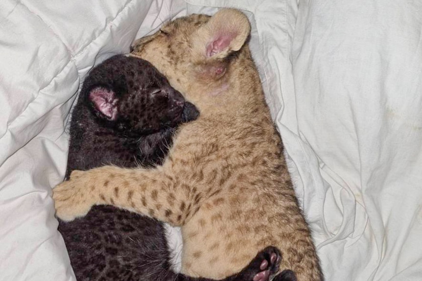 A lion cub and a black leopard cub hug each other while they sleep.