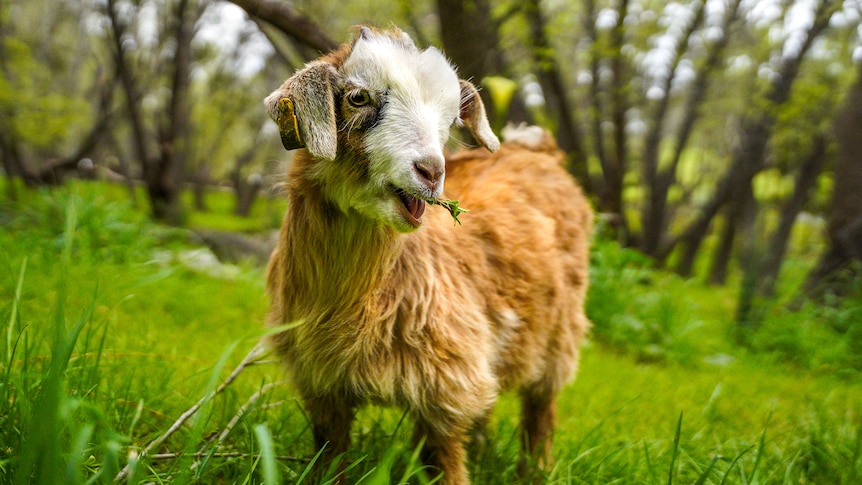 A close up of a brown goat chewing grass.
