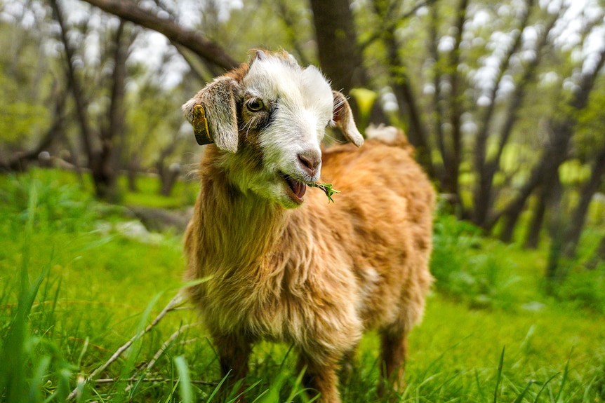 A goat chews grass.