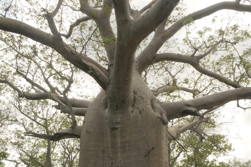 A very thick boab tree, with some initials carved into the surface. 