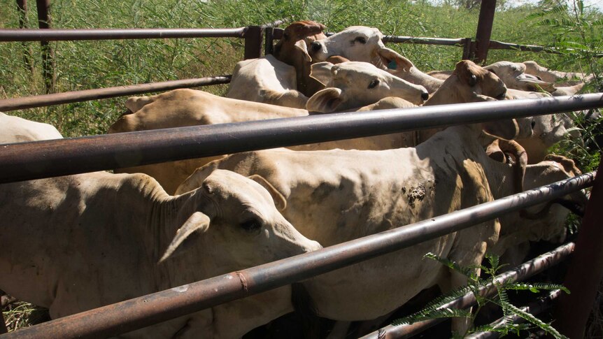 Cows wait in the stock yards.