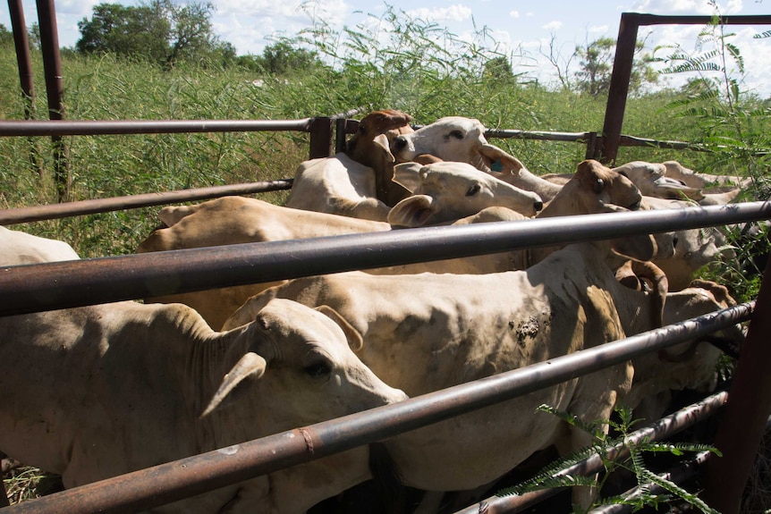 Cows wait in the stock yards.