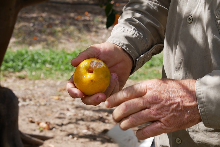 Citrus grower peels a mandarin on a farm
